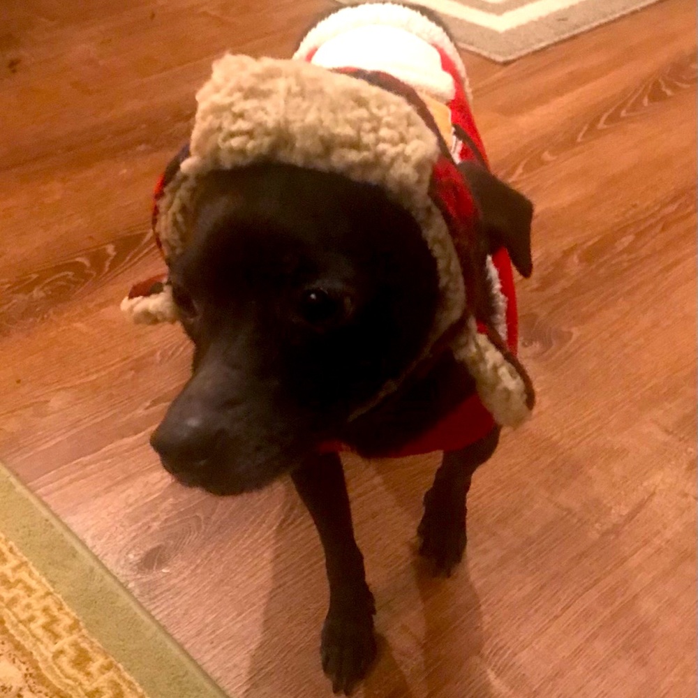 Update: Ziggy is doing much better!